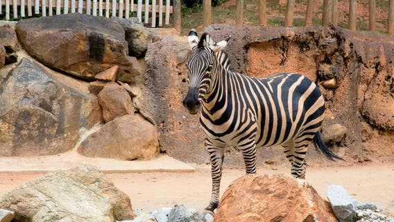 Zebra, three warthogs departing Zoo Atlanta