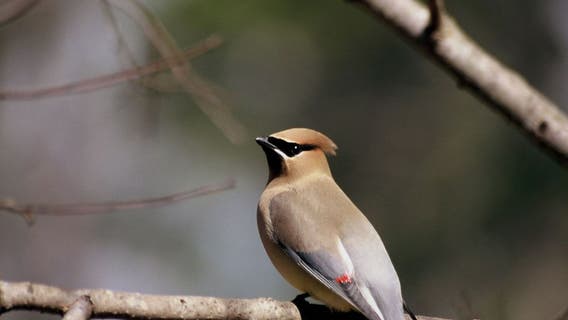 Georgia Dept. of Natural Resources issues warning about drunk birds