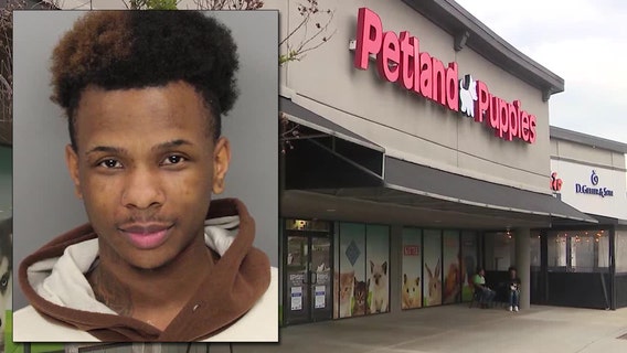 Man arrested for stealing $11K French bulldogs from Cobb County Petland