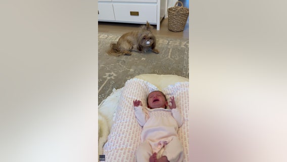 Sneaky Shih Tzu steals pacifier from baby