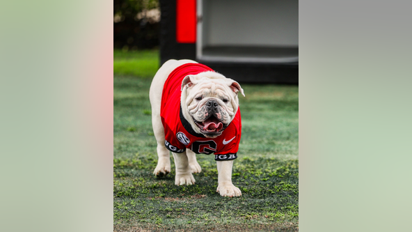 Fans respond to PETA's criticism after Georgia Bulldogs' mascot's death