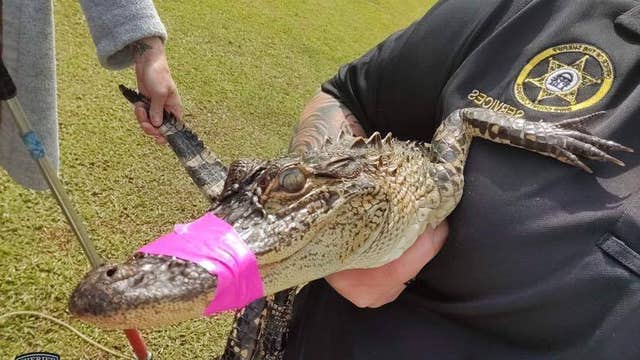 Gang of gators caught wandering around Georgia golf course