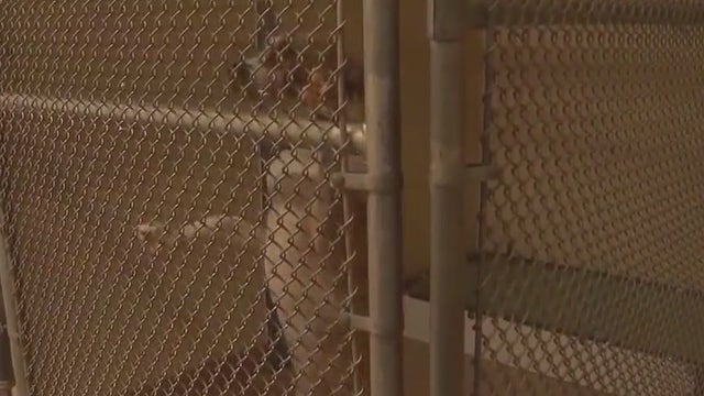 Animal activists blame 'urgent list' elimination with recent euthanization of dogs