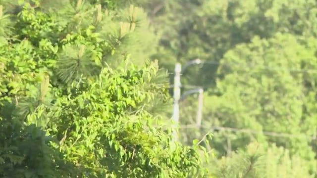 Keeping it green: Atlanta City Council tackles city's tree canopy