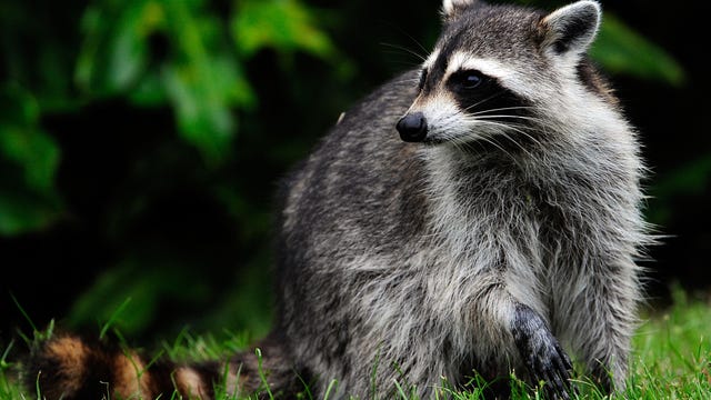 Raccoon tests positive for rabies in Douglas County after attacking dogs