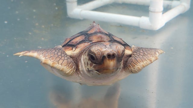 A morning inside Jekyll Island’s Georgia Sea Turtle Center