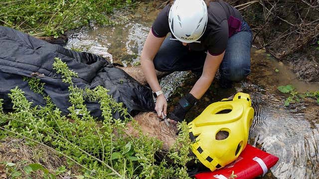 Horse rescued from creek in Cobb County, but tragically dies from injuries