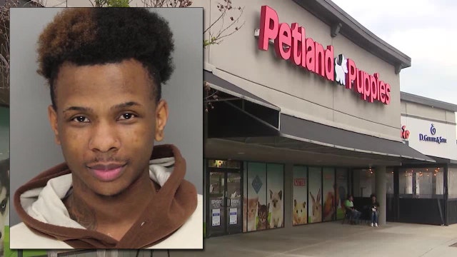 Man arrested for stealing $11K French bulldogs from Cobb County Petland