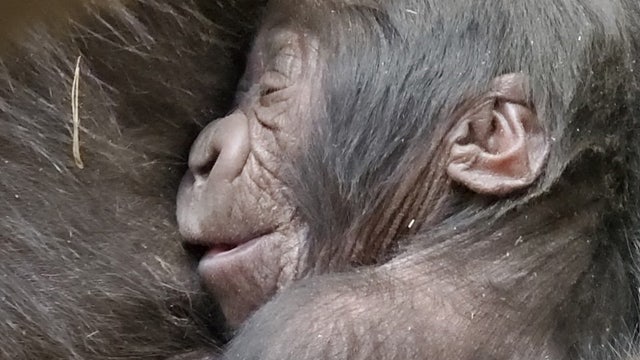 Zoo Atlanta welcomes new baby western lowland gorilla