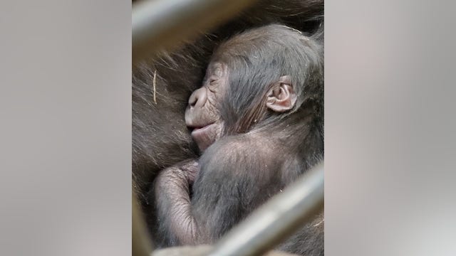 It's a boy! Zoo Atlanta welcomes new grandson of famous gorilla Willie B.