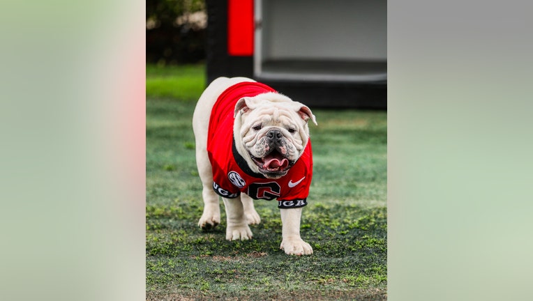 How did UGA XI look? : r/georgiabulldogs