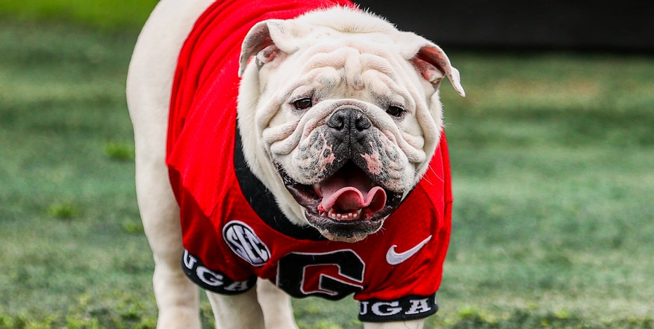 Uga dog outlet collar