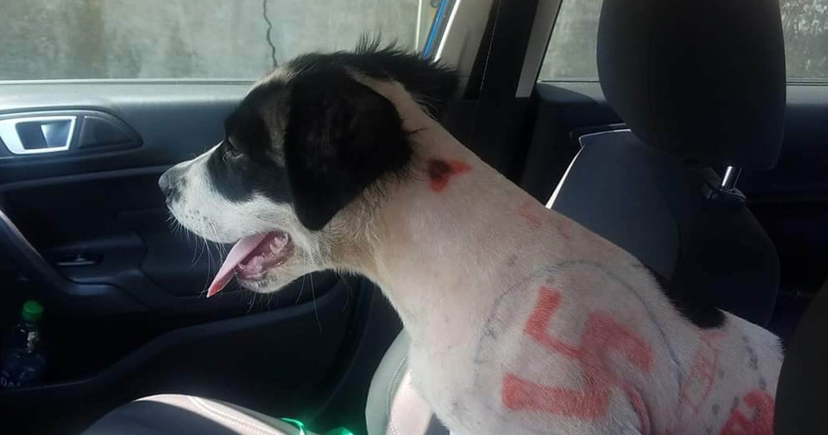 Puppy found shaved with swastikas, expletives drawn on skin | FOX