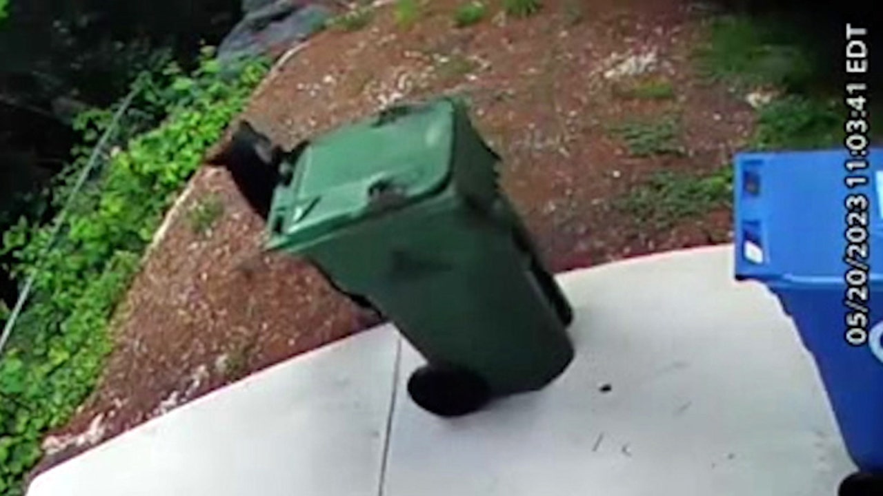 Video shows curious bear cub wheeling trash bin down driveway Video shows curious bear cub wheeling trash bin down driveway