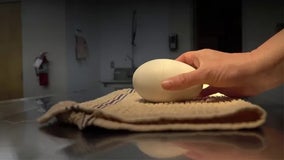 Oregon Zoo's high-tech 'smart egg' could help save endangered California condor