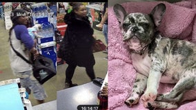 Police searching for persons of interest in theft of Georgia boy's French bulldog