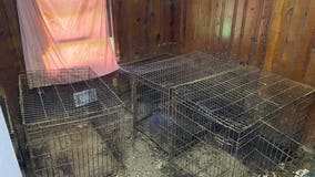 19 animals rescued from feces-covered home in Forest Park