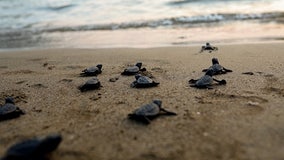 US agency plans deeper study of sea turtles, dredging threat