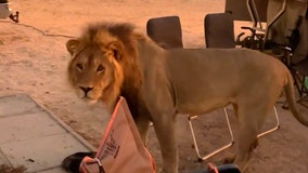 Watch: Lion stuns family on safari, comes within feet of them at campsite