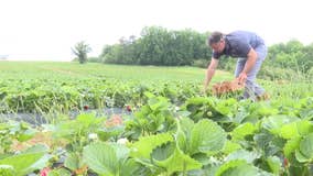 Help for farmers, Georgia agriculture department shares mental health resources