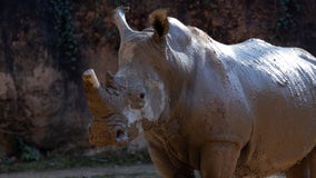 Zoo Atlanta southern white rhino expecting baby calf