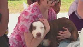 900 pet owners turn out for Healthy Pets Fulton on Saturday