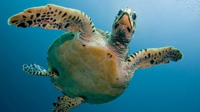 US agency plans deeper study of Georgia sea turtles, dredging threats