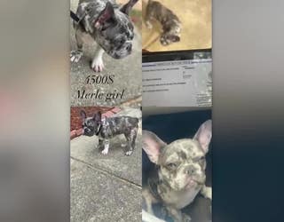 12-year-old devastated after witnessing his French bulldogs stolen