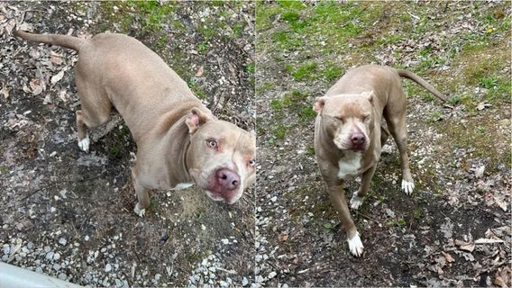 Georgia dog that vanished 6 years ago found wandering about 450 miles away in another state: 'This is insane'