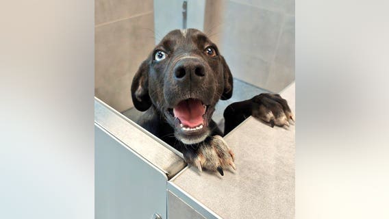 Party for the Paws event raises money for Atlanta Humane Society