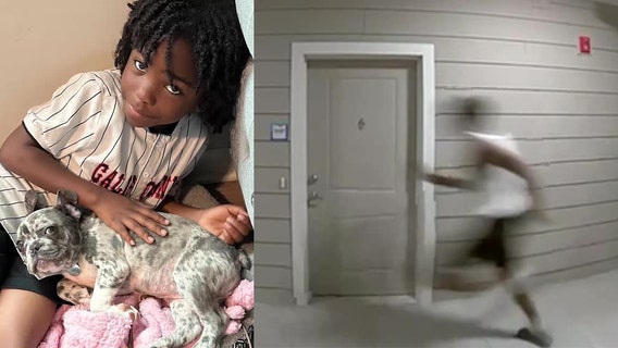 8-year-old's beloved French bulldog stolen from Union City apartment complex