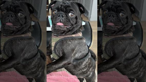 Pug stolen from car in Buckhead back home