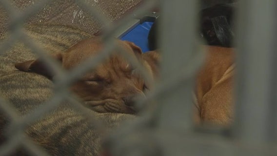 DeKalb, Fulton animal shelters need urgent homes for 300 dogs