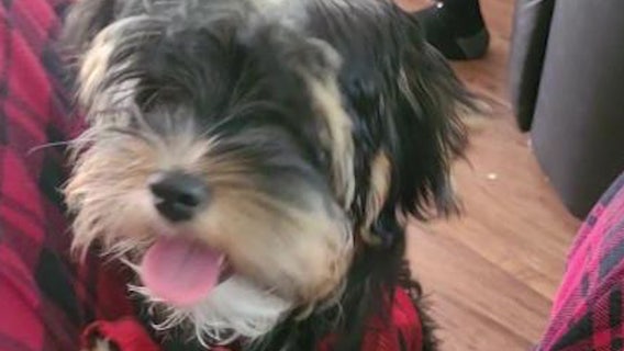 Thief snatches comfort dog for child with autism from Rockdale County yard