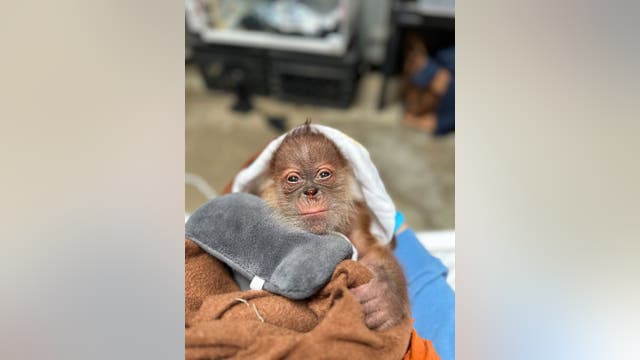 Sacramento Zoo welcomes the birth of critically endangered Sumatran orangutan