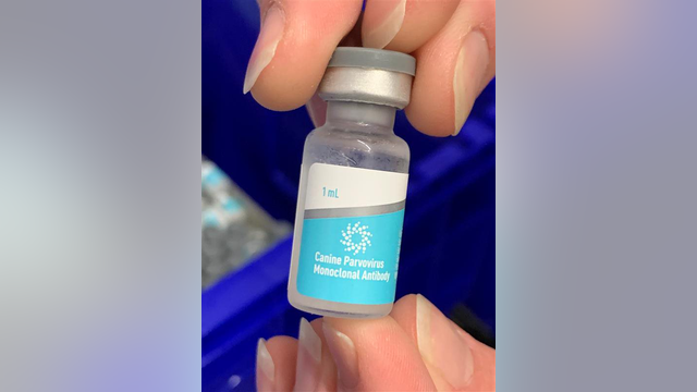 New monoclonal antibody treatment may help boost canine parvovirus survival rates