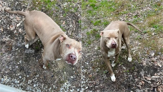 Georgia dog that vanished 6 years ago found wandering about 450 miles away in another state: 'This is insane'