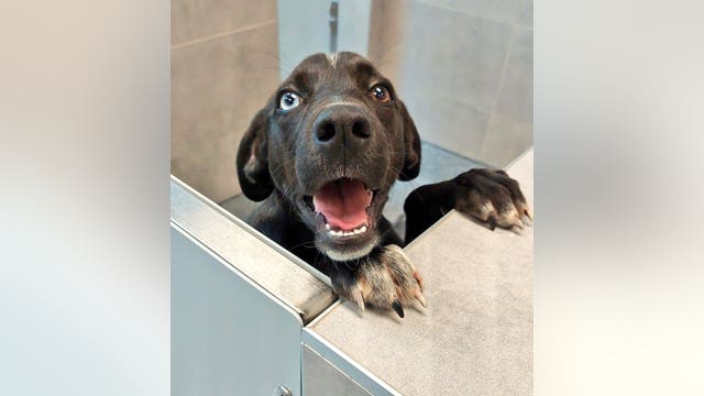 Party for the Paws event raises money for Atlanta Humane Society