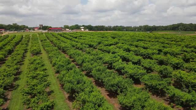 Georgia peaches may be hard to come by after winter freeze stunts growth