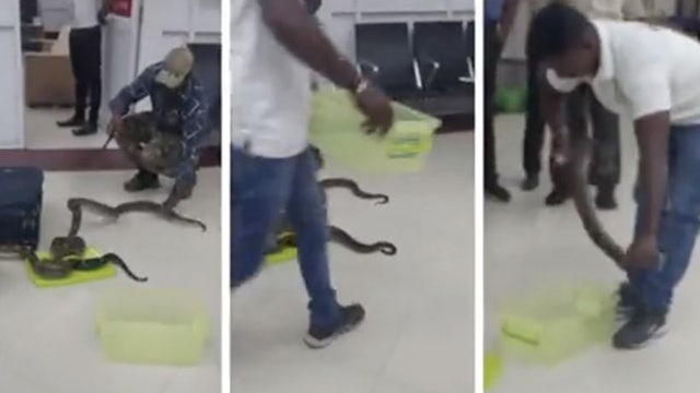Customs officials discover 22 snakes in airline passenger's baggage