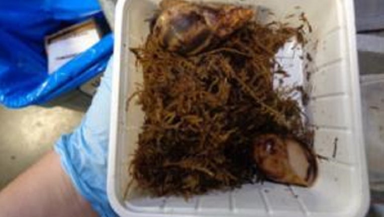 U.S. Customs and Border Protection found two Giant African land snail at the Louisville Port of Entry on May 18, 2023.