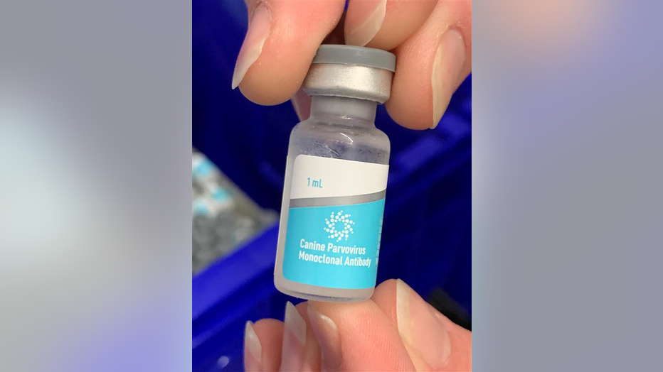 A tight shot of fingers holding a blue and while vial that reads "Canine Parvovirus Monoclonal Antibody" on the label