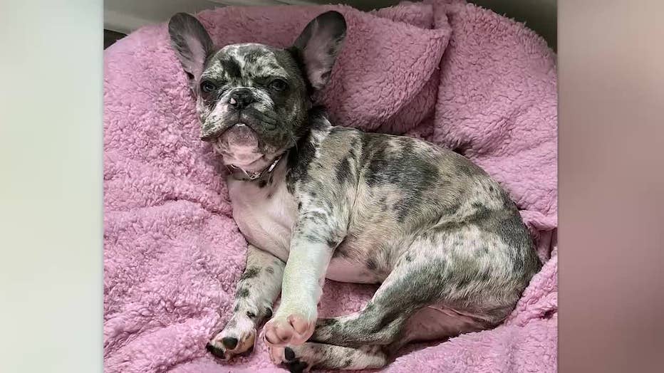 Someone stole a French bulldog from an 8-year-old Union City boy.