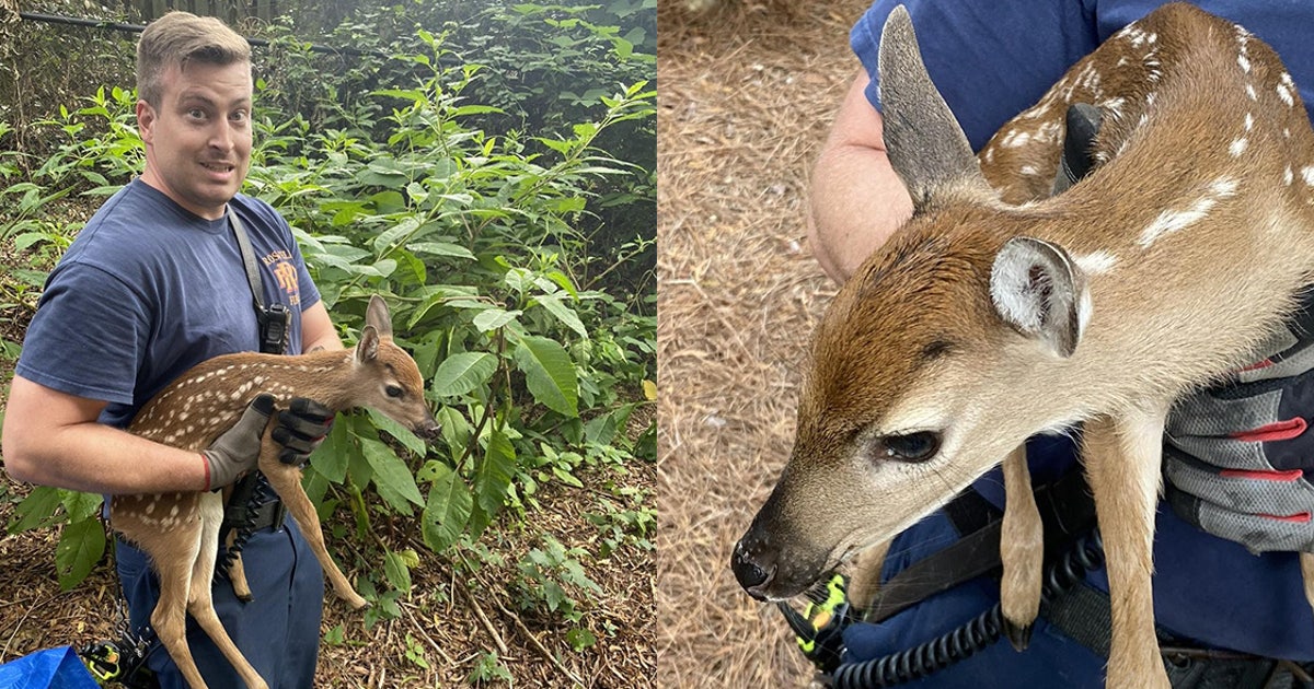 Firefighters rescue fawn trapped in Roswell retention pond | FOX 5 Atlanta