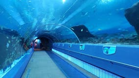 Georgia Aquarium no longer allowing certain types of strollers