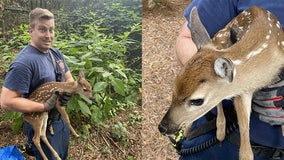 Firefighters rescue fawn trapped in Roswell retention pond