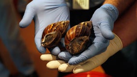 Florida community ordered to quarantine after giant invasive snail sighting