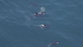 Killer whales spotted swimming off Nantucket in ‘unusual’ sight in New England waters