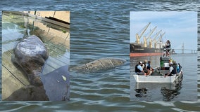 Injured manatee recovering after boat collision in Georgia river