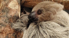 Fernbank exhibit highlights slowness in the animal kingdom